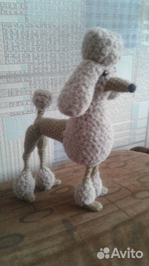 Красавец-пудель