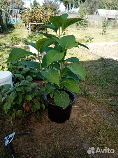 Гортензия голубая саженцы