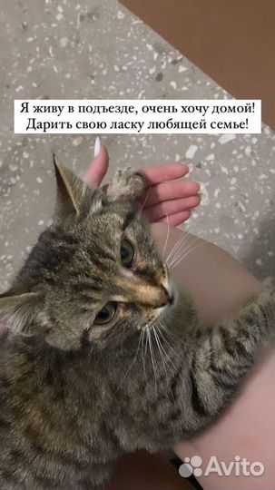 Кошечка в добрые руки