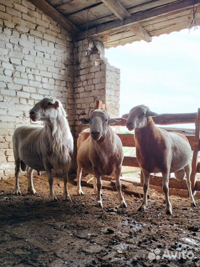 Бараны на племя Катумские
