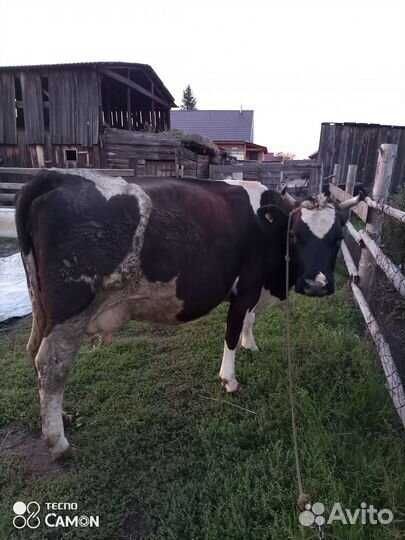 Корова дойная