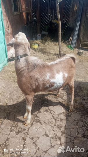 Англо-нубийский козел