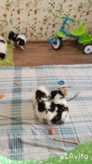 Японский хин