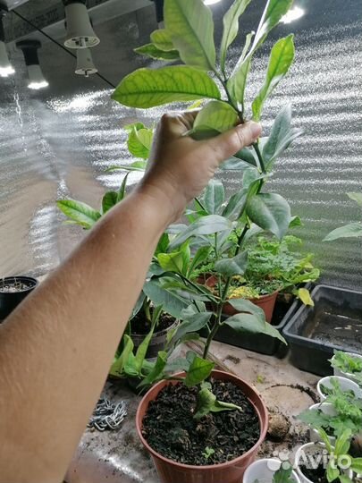 Павловский лимон