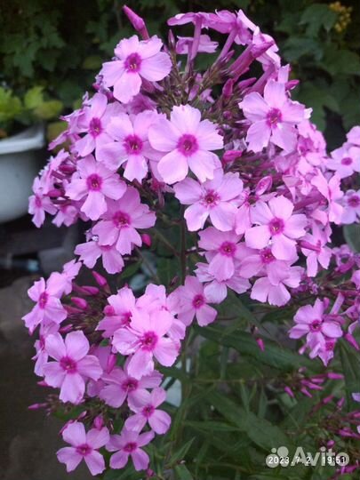 Многолетние цветы из своего сада