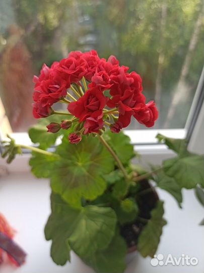 Пеларгонии сортовые