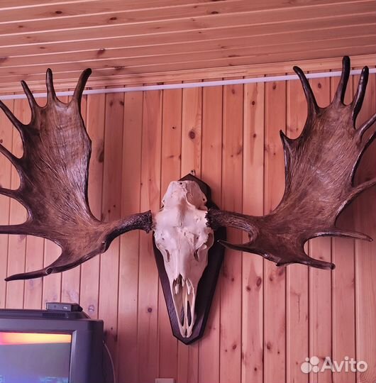 Продам рога лося для интерьера
