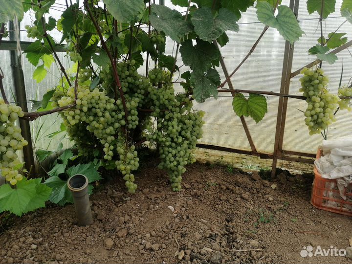 Саженцы винограда