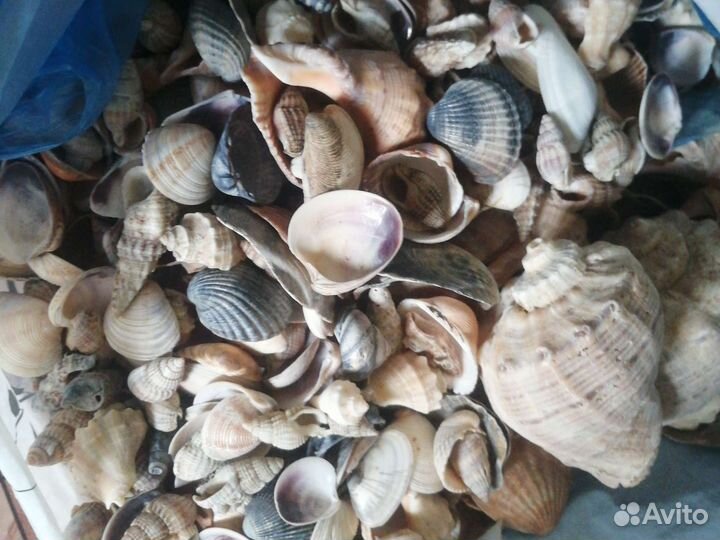 Морские ракушки и грунт для аквариума