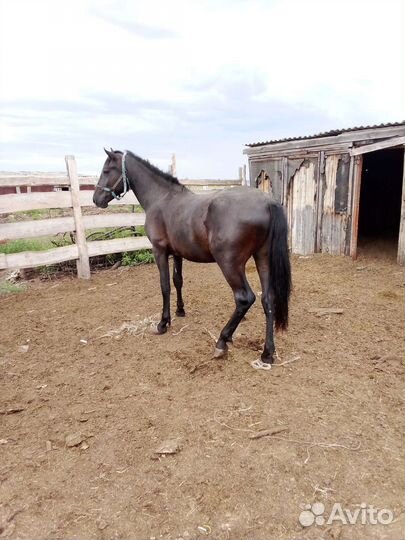 Продам жеребчика 2 года
