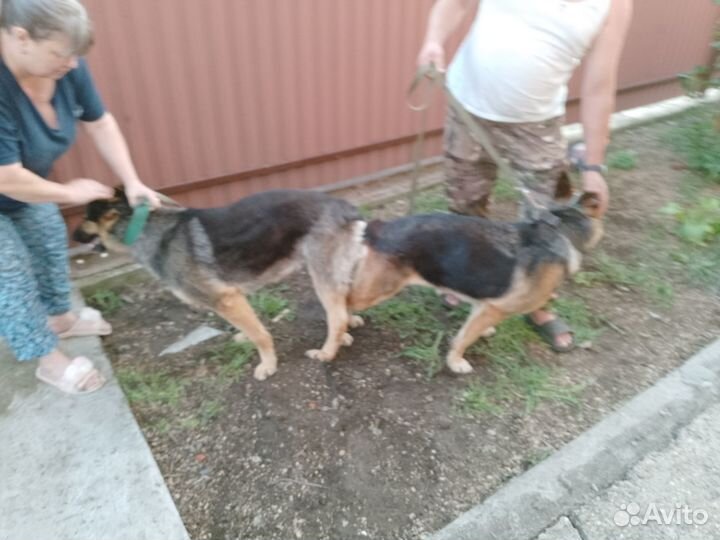 Щенки немецкой овчарки