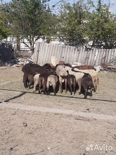 Ягнята бараны