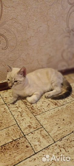 Котеночек мальчик