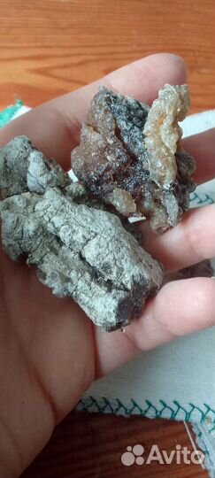 Живица кедровая