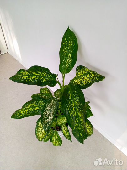 Диффенбахия