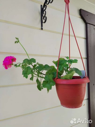 Пеларгония