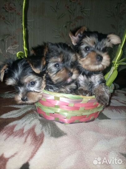 Йоркширский терьер