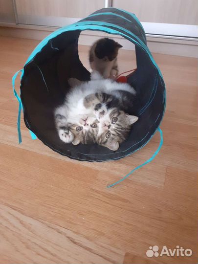 Котята экзоты