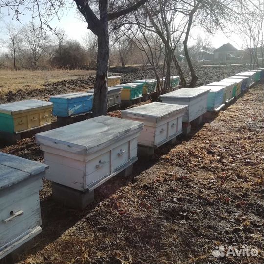 Продам ульи для пчел