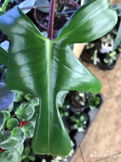 Филодендрон Флорида с красн. черешками и пупырками