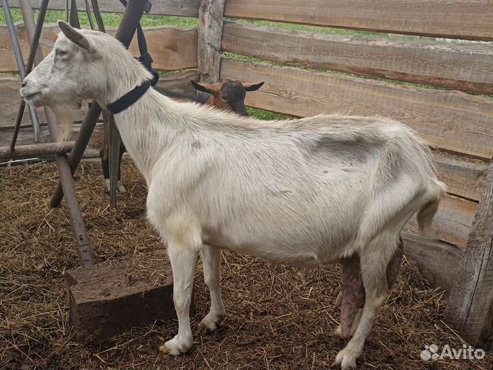 Козы, козлята