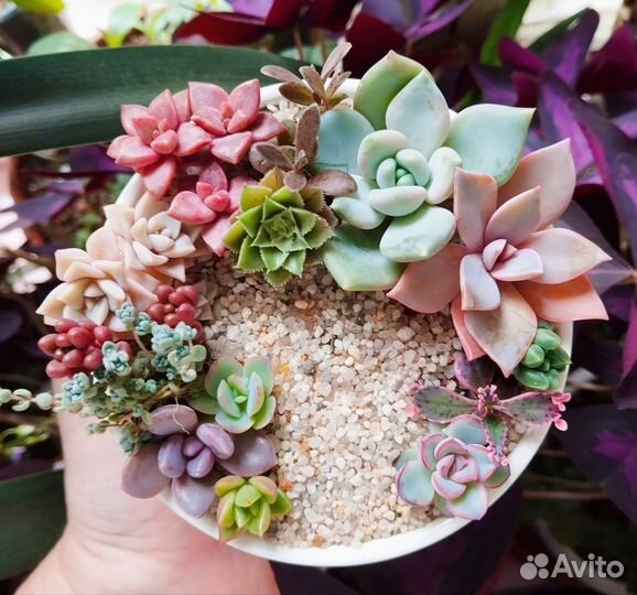 Композиции в подарок