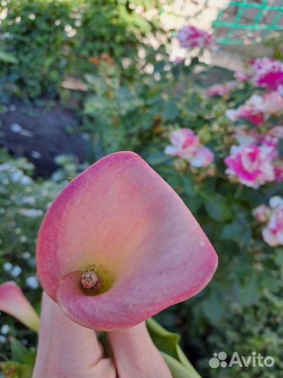 Луковицы каллы сортовые