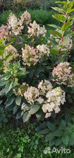 Гортензия метельчатая Юник