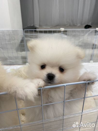 Щенки шпица мини