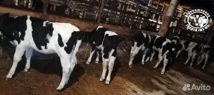 Телята бычки