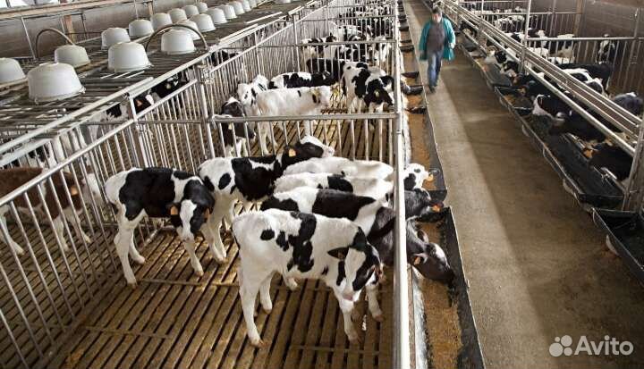 Телята бычки