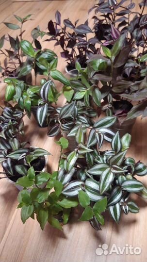 Традесканции и другие комнатные цветы