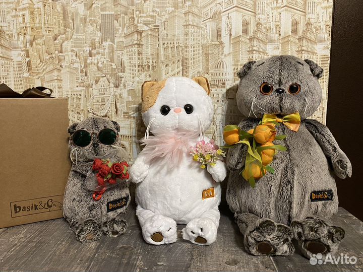 Кот Басик