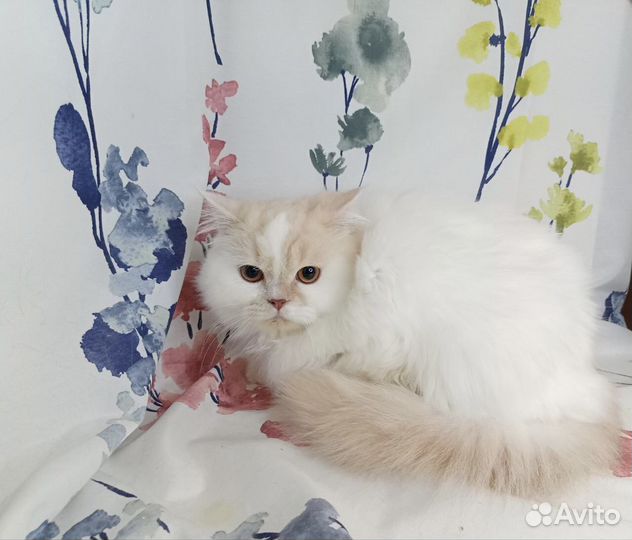 Шотландский котик