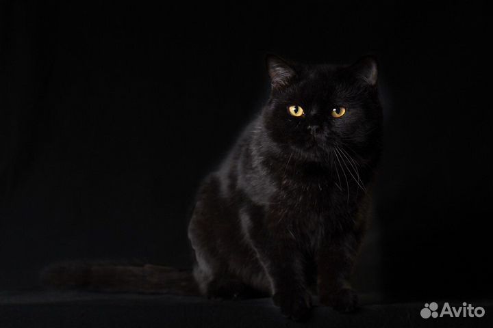 Шотландский кот на вязку