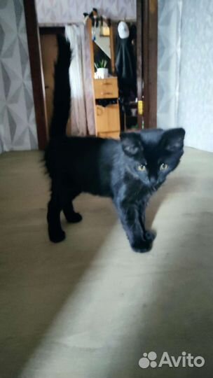 Котенок в дар бесплатно