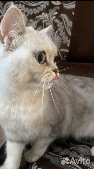 Кошка шиншилла