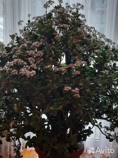 Крассула толстянка