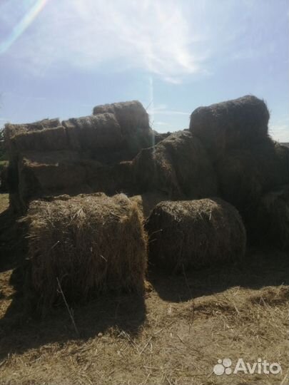 Продам сено в рулонах