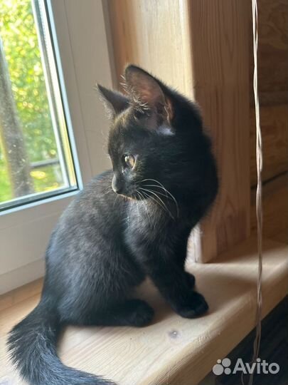 Котята