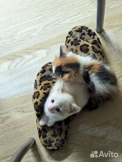 Котята бесплатно