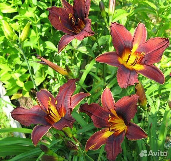 Саженцы хризантема, лаванда, лилейники, пион