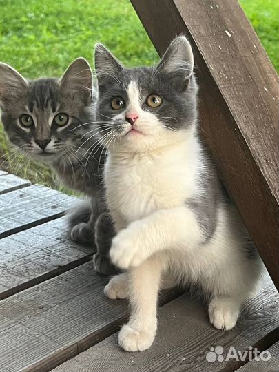 Котята ищут дом