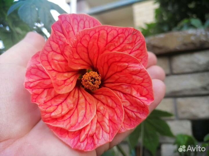 Абутилон Фрейя