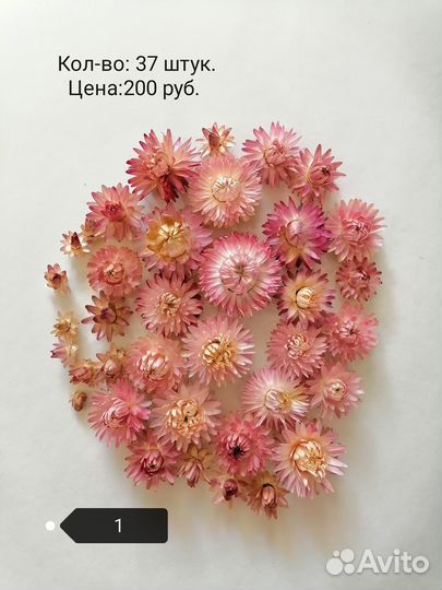 Сухоцветы гелихризум коробочка