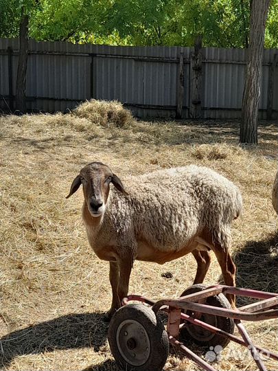 Овцы бараны