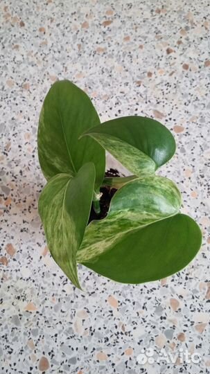 Сциндапсус марбл квин