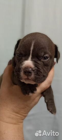 Американский булли