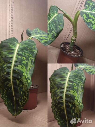 Диффенбахия рефлектор