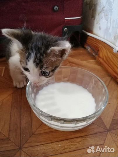 Котята 1,5 месячные в дар. Можно отдать по-одному